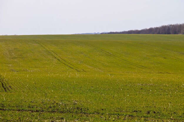 Campo de brotos de trigo verde na primavera