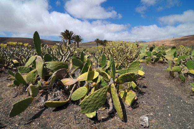 Campo de cactos em um céu nublado, em Lanzarote, Espanha