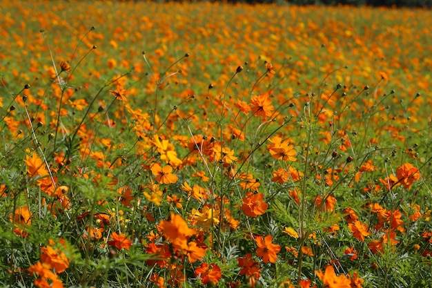 Campo de calêndula colorido brilhante