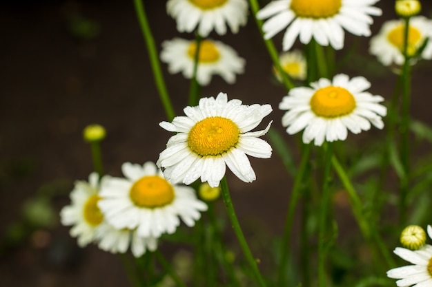 Campo de camomila de flor branca na natureza de verão.
