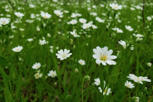 Campo de camomila flores brancas selvagens em fundo de flor de primavera natural de grama verde