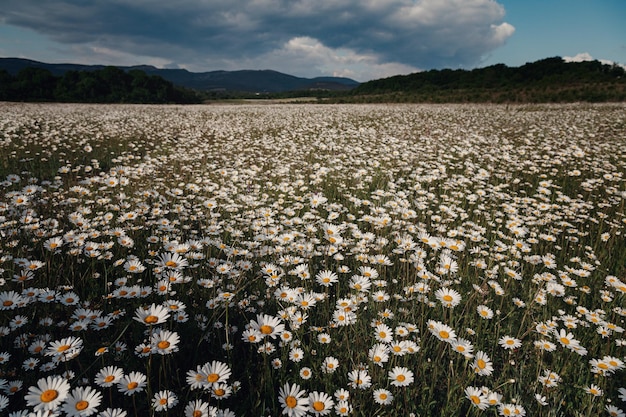 Campo de camomila floresce cena da natureza com camomilas florescendo