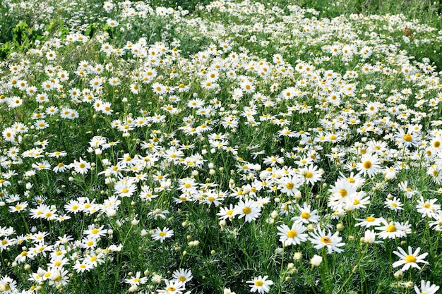 Campo de camomiles em um fundo de dia ensolarado