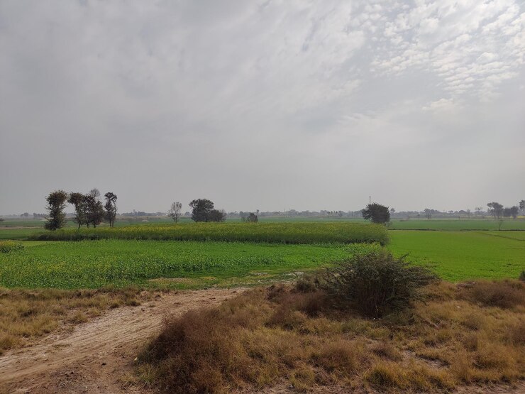 Campo de Campo Sereno