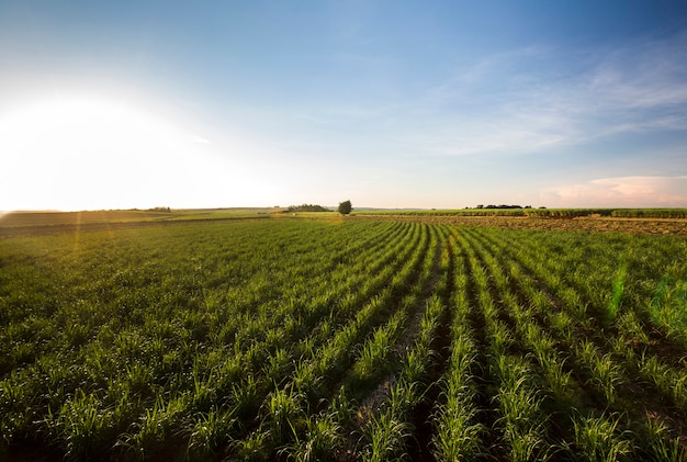 Foto campo de cana ao pôr do sol