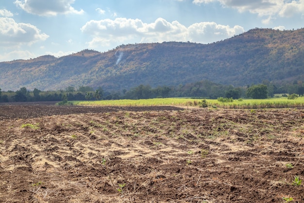 Campo de cana com montanha e céu azul