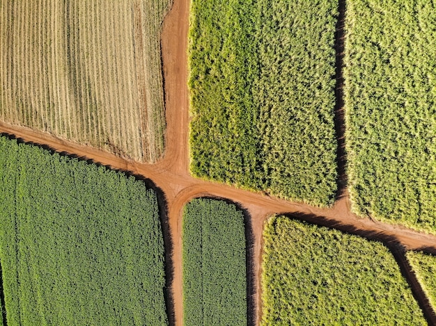 Campo de cana-de-açúcar aéreo no Brasil