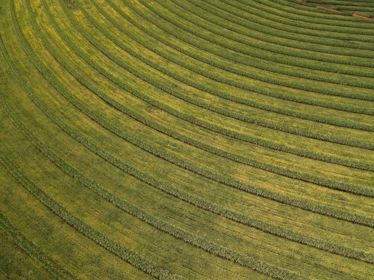 Foto campo de cana-de-açúcar aéreo no brasil.