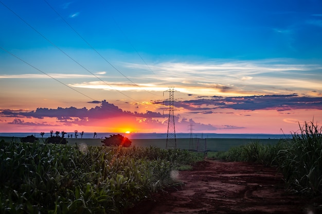 Campo de cana-de-açúcar com transmissão de linha elétrica