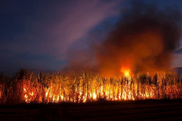 Campo de cana-de-açúcar em chamas na noite