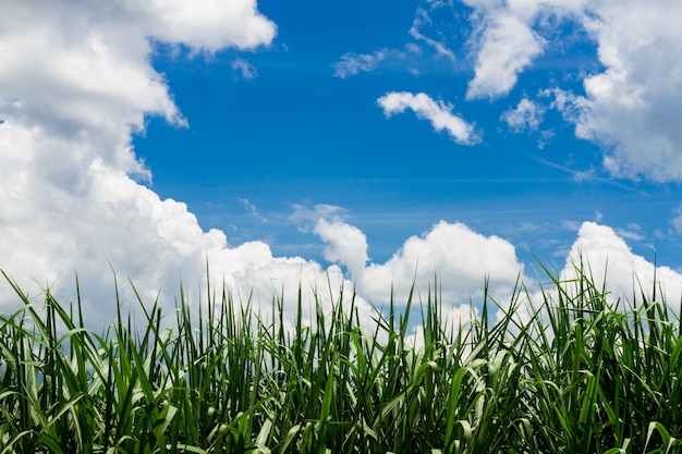 Campo de cana no céu azul e nuvem branca na Tailândia