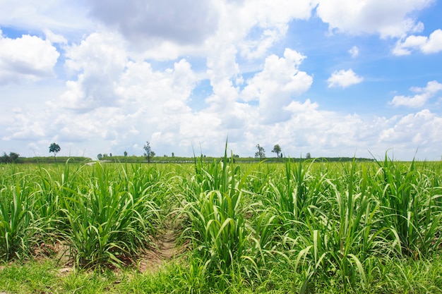 Campo de cana no céu azul na tailândia