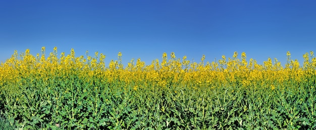 Campo de canola floresce sob o céu azul