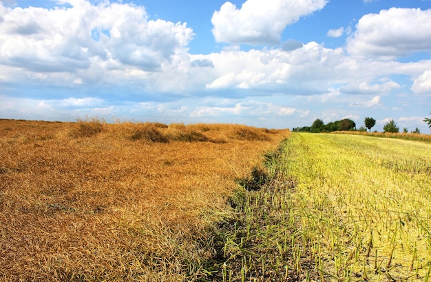 campo de canola