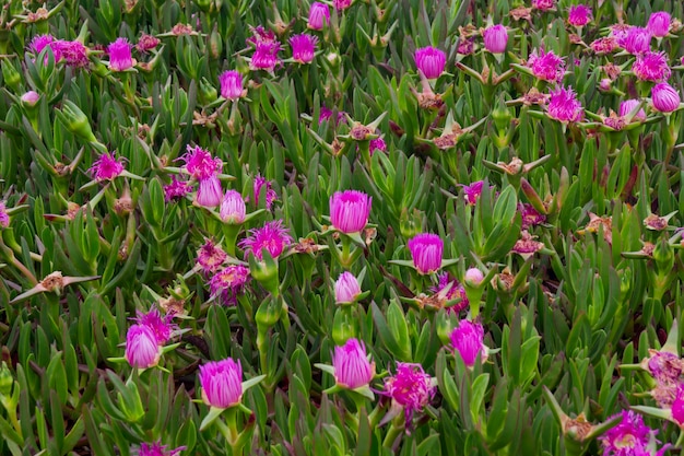 Campo de Carpobrotus edulis