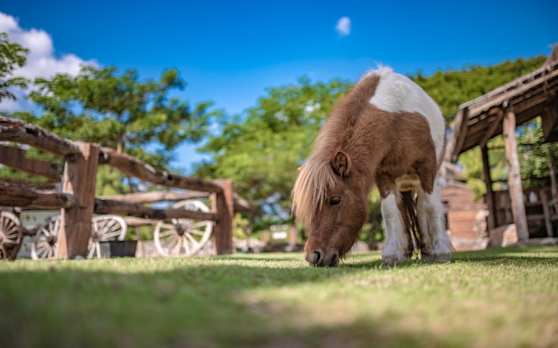 Campo de cavalo em miniatura