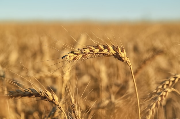 Foto campo de centeio ao vento