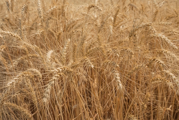 Campo de centeio. Campo de trigo com o sol. Close-up dourado das orelhas do trigo. Uma nova safra de centeio