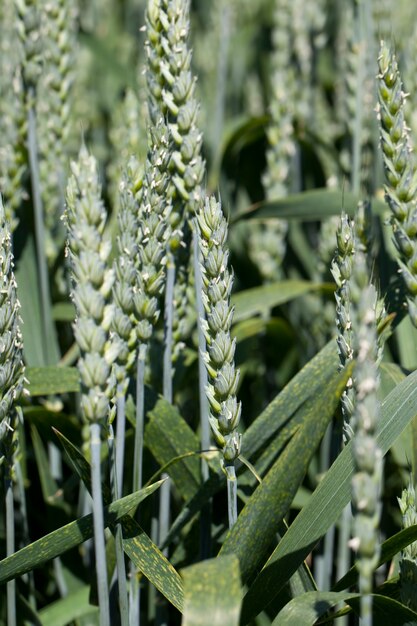 Campo de centeio com plantas verdes imaturas