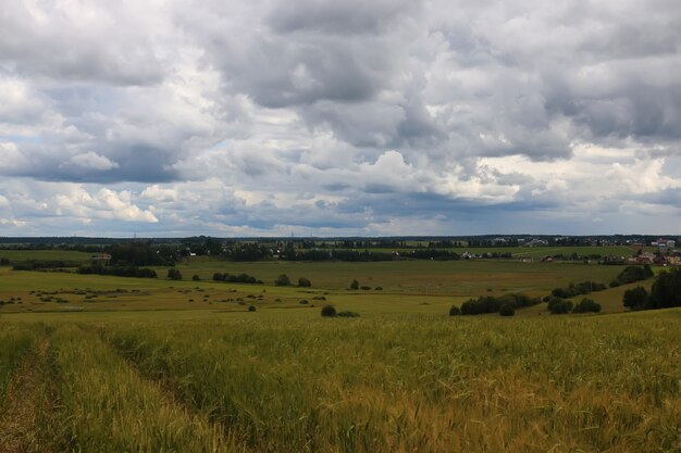 Campo de centeio de cereais