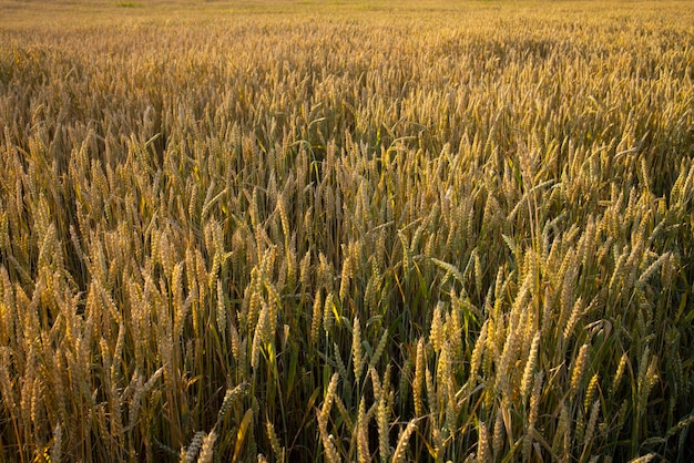 Campo de centeio de trigo Espigas de centeio de trigo dourado closeup Paisagens rurais sob a luz solar Conceito de colheita rico Espigas suculentas verdes jovens frescas Aveia centeio trigo cevada colheita de verão closeup