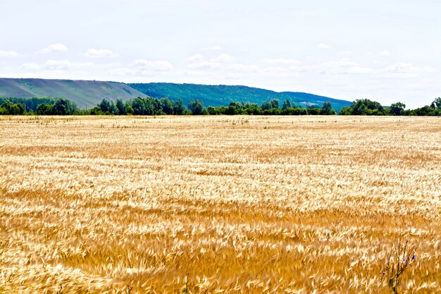 Foto campo de centeio dourado em um fundo de colinas, árvores e céu