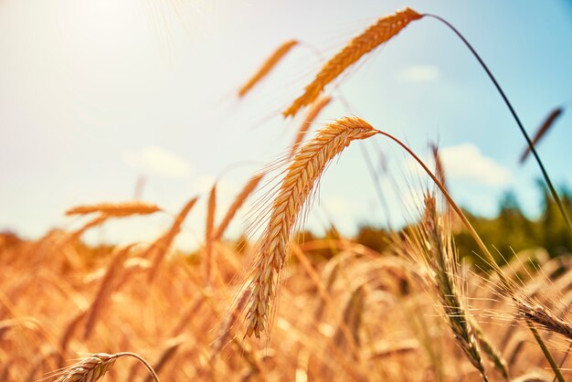 Campo de centeio em um lindo dia de verão