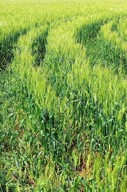 Campo de centeio verde e rastreamento de trator. fechar-se.