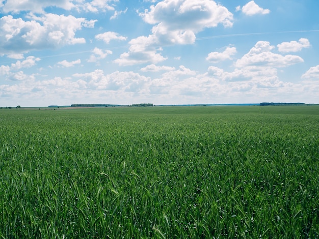 Campo de centeio