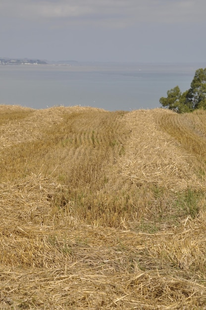 Foto campo de cereais após a colheita