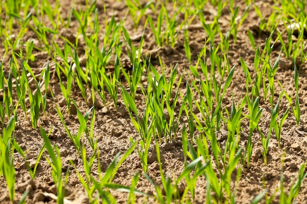 Campo de cereais na primavera