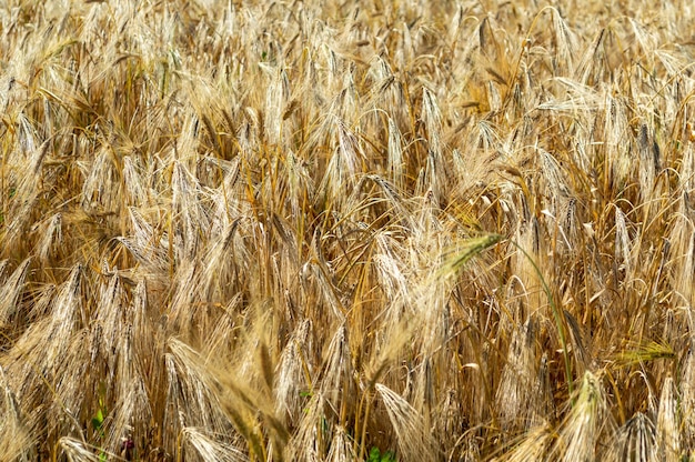 Campo de cereais pronto para a colheita