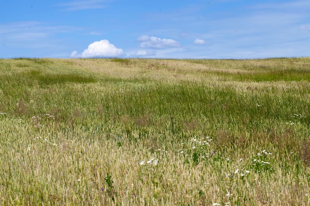 Campo de cereais verde com trigo no verão