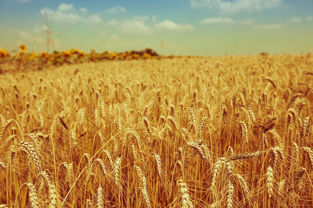 Campo de cereal maduro disparado com foco seletivo