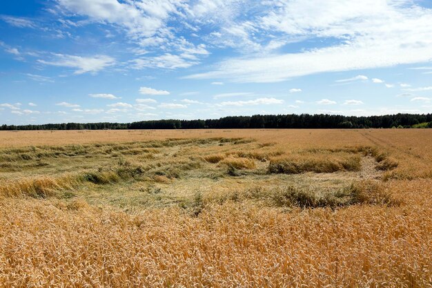 Campo de cereal no verão