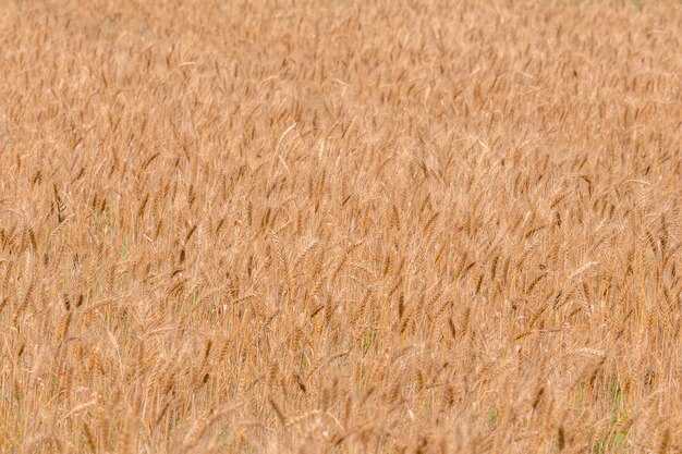 Campo de cevada amarelo durante o dia sob luz solar direta Fundo de foco seletivo closeup de agricultura totalmente preenchido