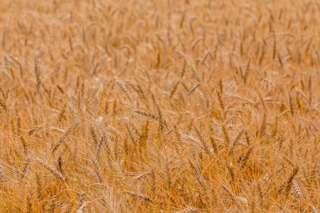 Campo de cevada amarelo durante o dia sob luz solar direta Fundo fechado de agricultura totalmente preenchido com foco seletivo