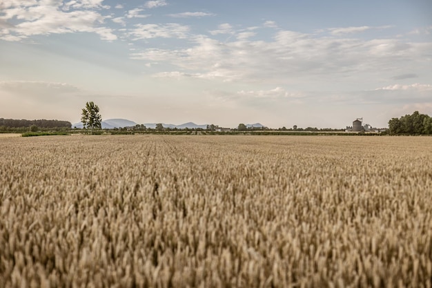 Campo de cevada madura italiana no verão