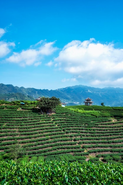 Campo de chá da montanha do chá ecológico de sanjiang buyang xianren