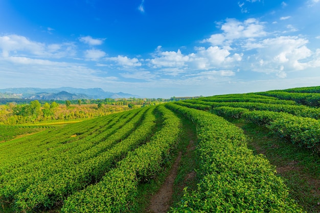 Campo de chá verde de manhã