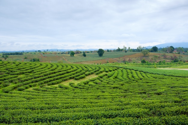 Campo de chá verde em fram