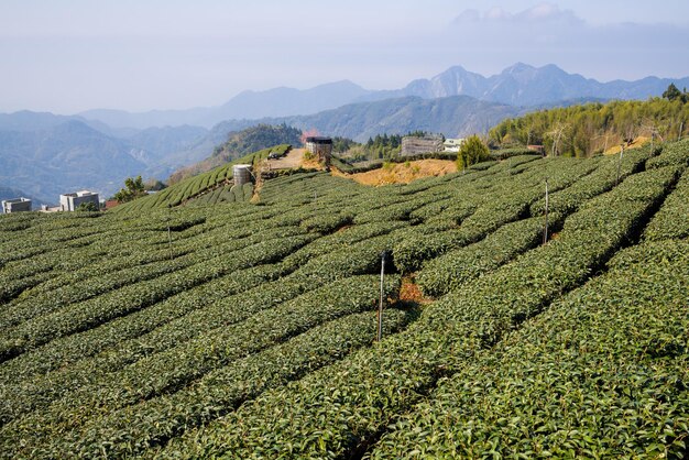 Foto campo de chá verde fresco em shizhuo trails em alishan, taiwan