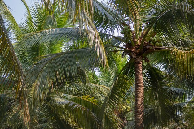 Campo de coco de verão