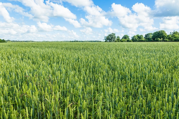 Campo de colheita agrícola de orelhas de trigo verde. Paisagem rural sob a luz do sol brilhante e céu azul