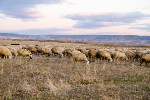 Campo de colheita com ovelhas ao pôr do sol