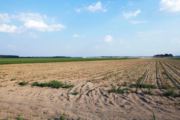 Campo de colheita de cebola