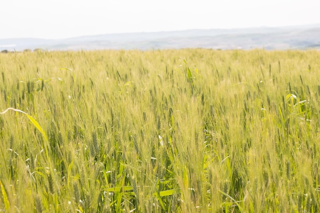 Campo de colheita de cereais verdes Planta de trigo movendo-se ao vento