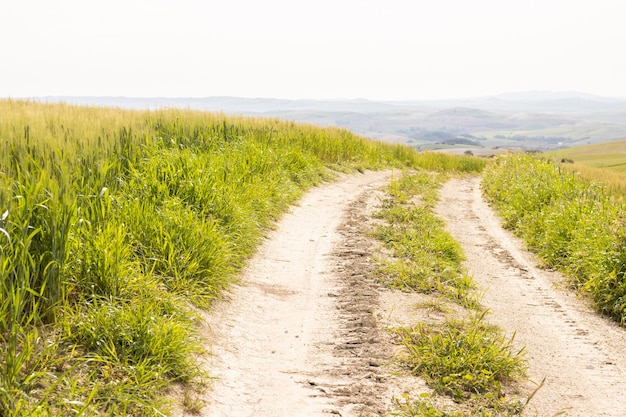 Campo de colheita de cereais verdes planta de trigo movendo-se ao vento