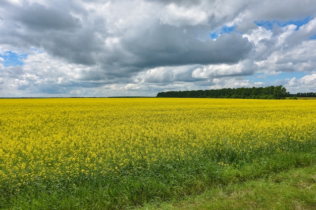 Campo de colza amarela