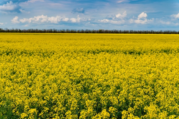 Campo de colza amarelo brilhante na primavera